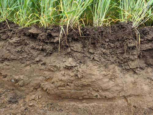 Healthy Soils – Soil profile under cereal cropping system Healthy Soils – Soil profile under cereal cropping system