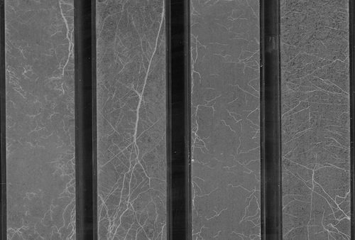 Plant and soil interactions - Root systems in compacted and non-compacted soils imaged using a flatbed scanner Plant and soil interactions - Root systems in compacted and non-compacted soils imaged using a flatbed scanner