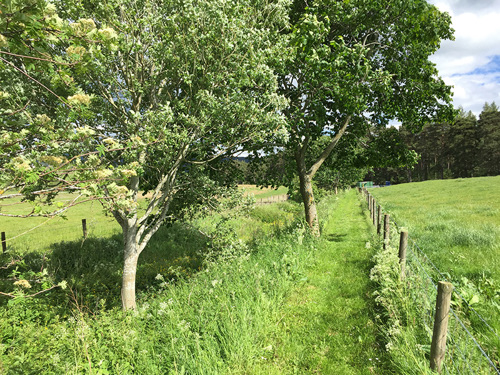 Nature Based Solutions to soil threats – trees and wild species planting in buffer strips to capture nutrient run-off from agricultural fields Nature Based Solutions to soil threats – trees and wild species planting in buffer strips to capture nutrient run-off from agricultural fields