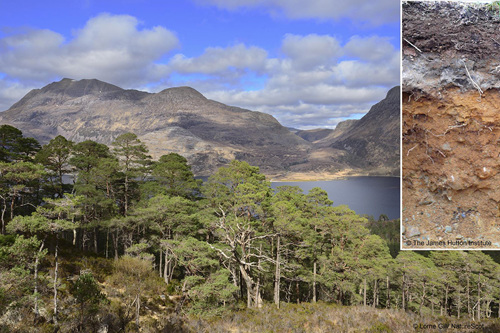 Scot pines (© Lorne Gill/ NatureScot) insert humus iron podzol (© The James Hutton Institute) Scot pines (© Lorne Gill/ NatureScot) insert humus iron podzol (© The James Hutton Institute)