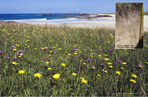 Machair grassland (©Lorne Gill/NatureScot) insert regosol (machair) soils (© The James Hutton Institute)