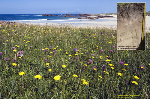 Machair grassland (©Lorne Gill/NatureScot) insert regosol (machair) soils (© The James Hutton Institute) Machair grassland (©Lorne Gill/NatureScot) insert regosol (machair) soils (© The James Hutton Institute)